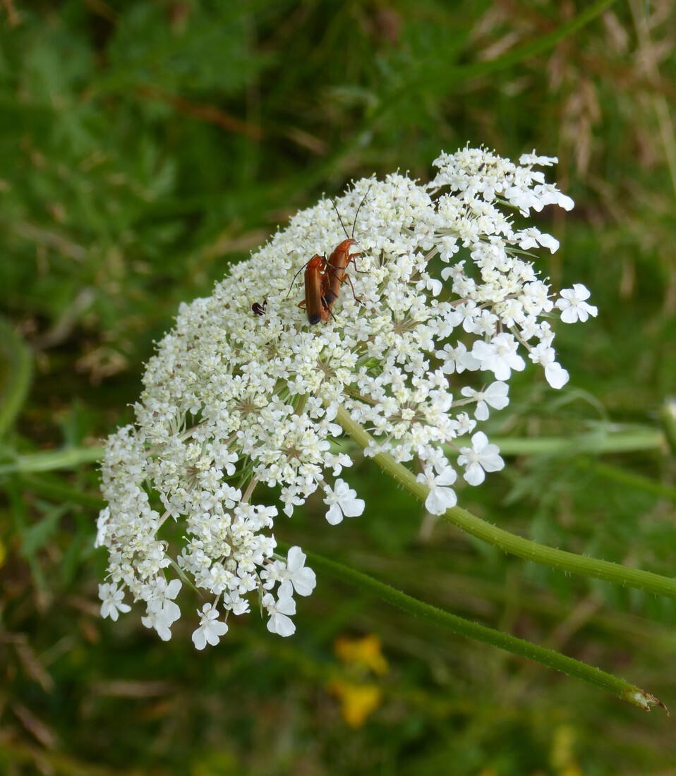 Rode weekschildkever 2