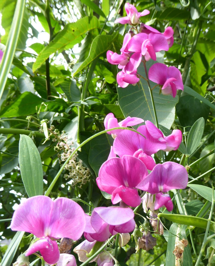 Lathyrus