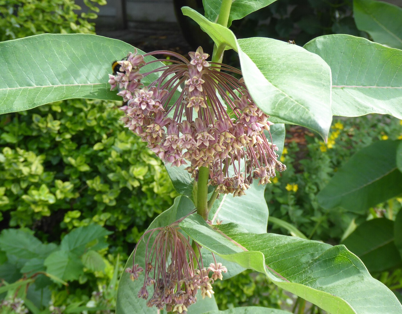 Asclepias syriaca 2