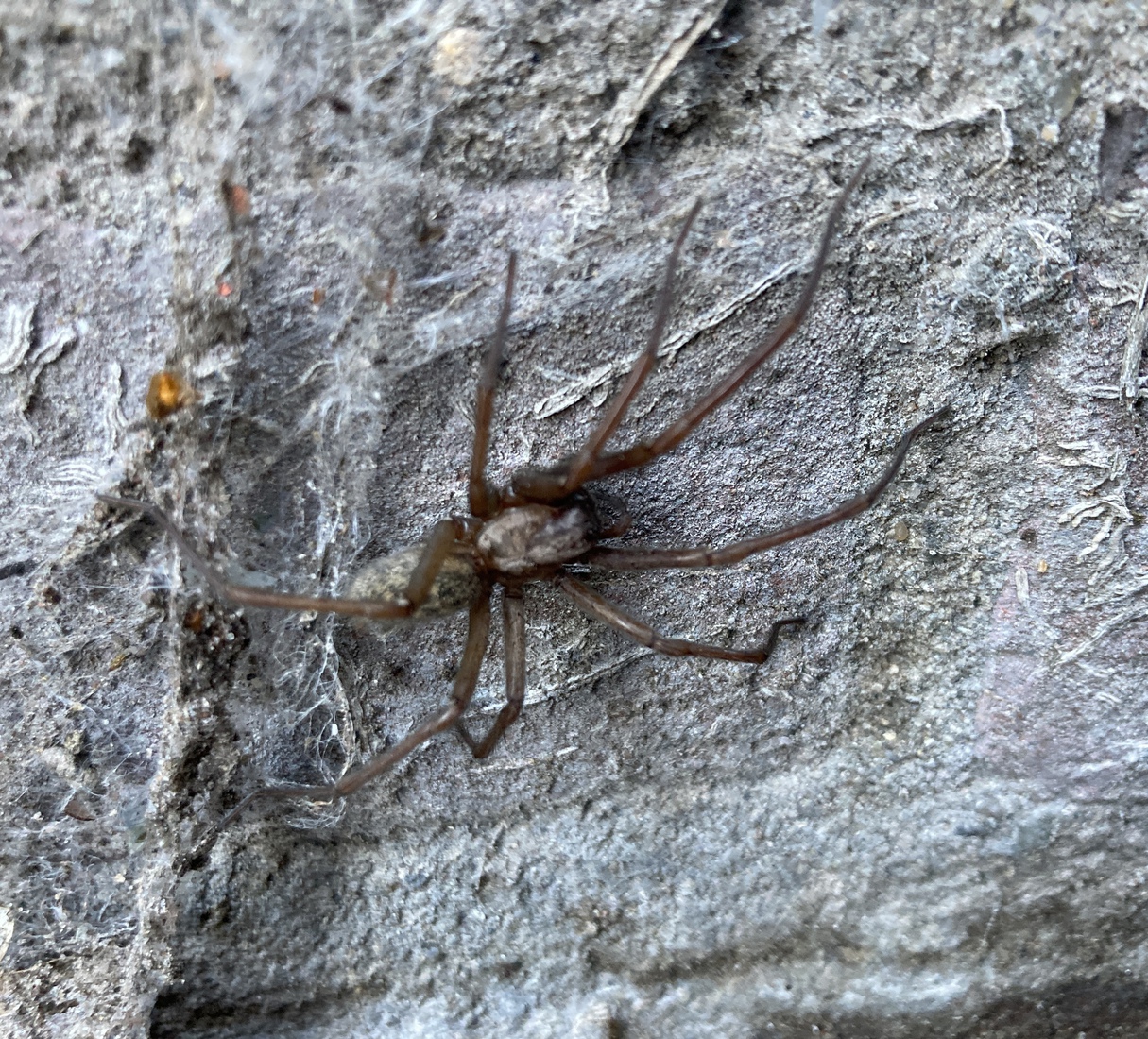 Kukulcania hibernalis 1