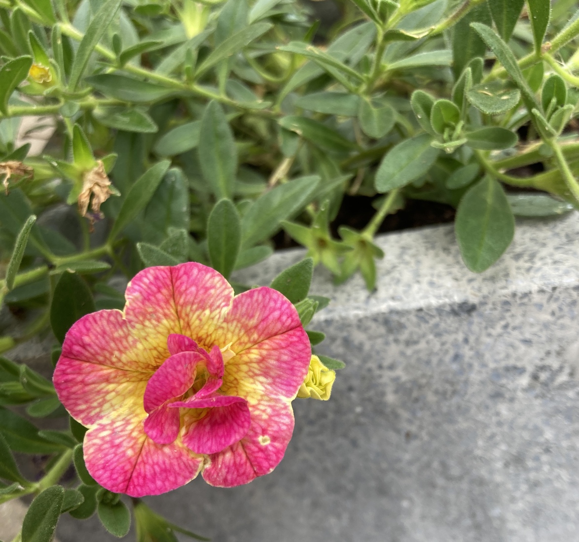 Petunia atkinsiana 1
