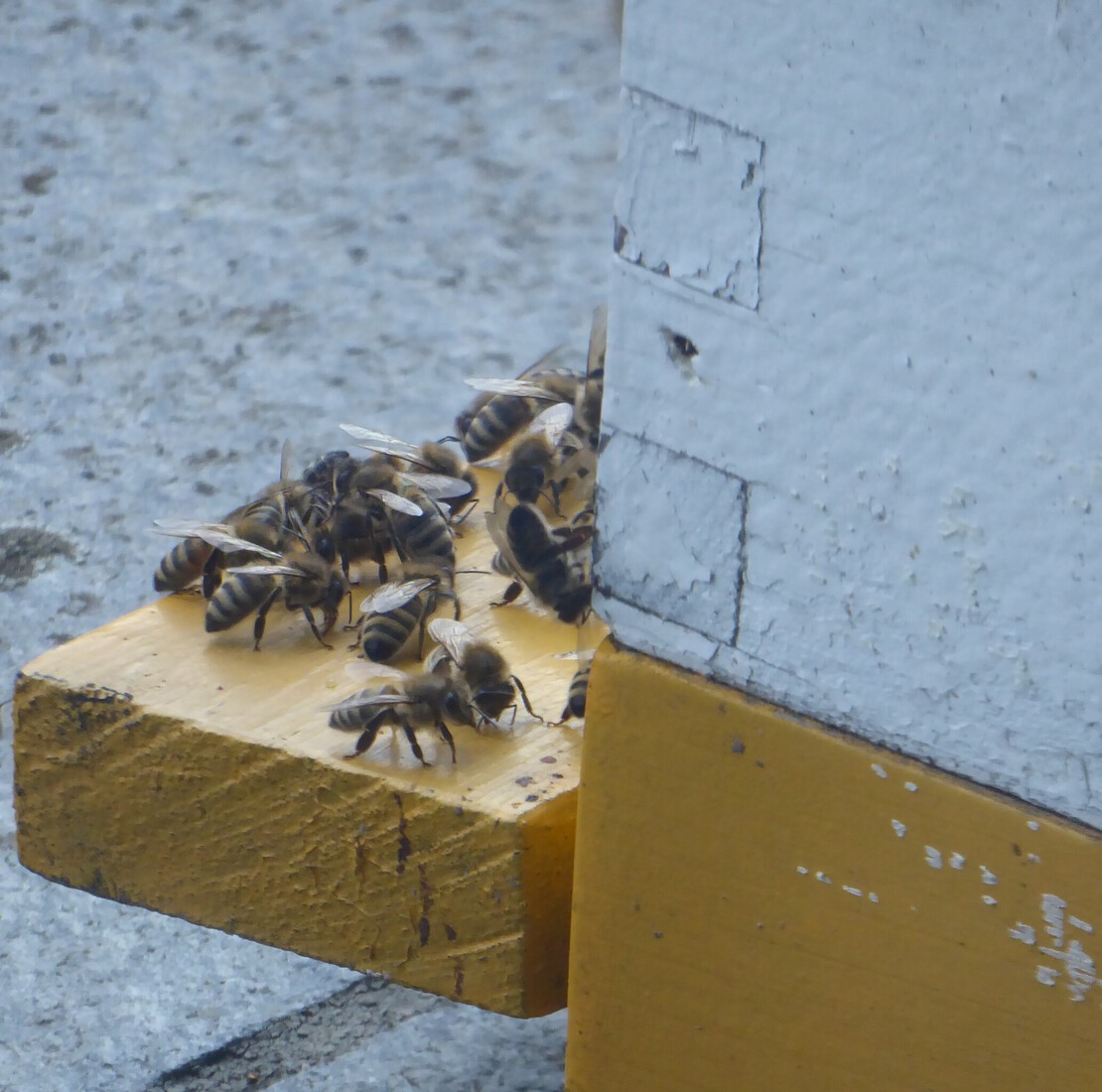 Honingbijen 1