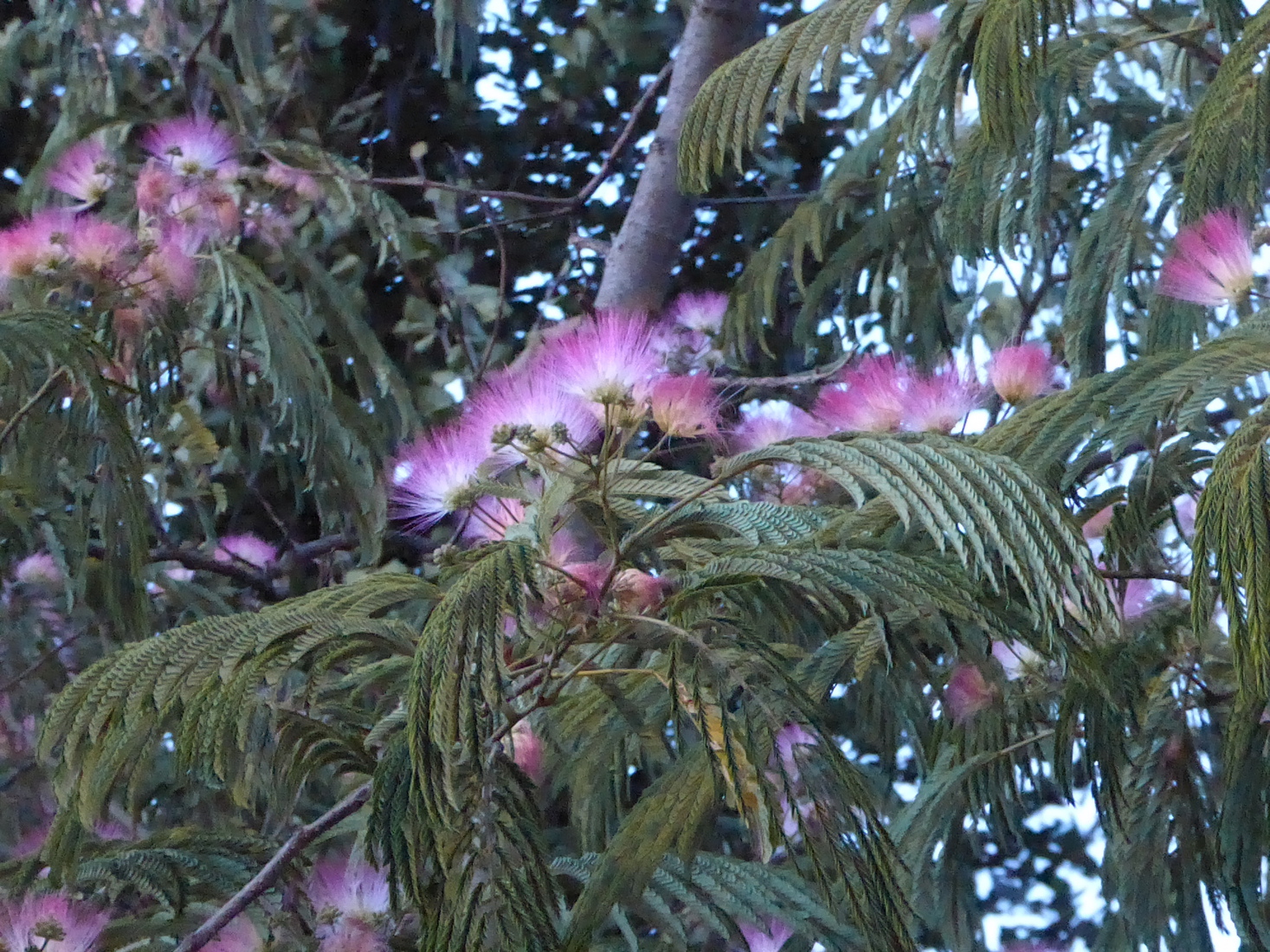 Albizia