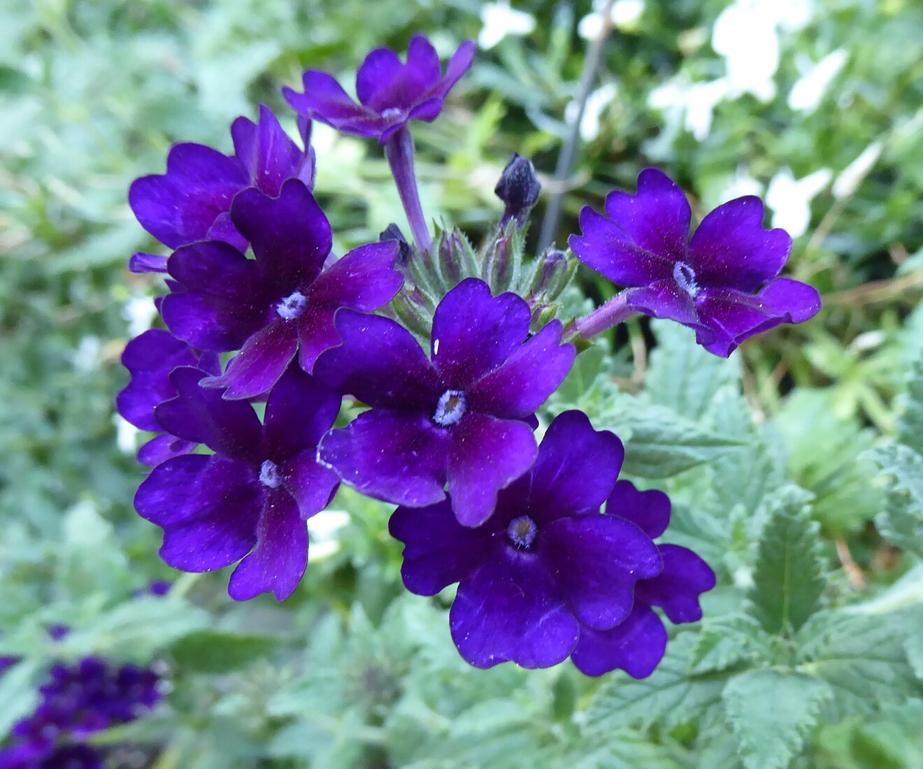 Blauwpaarse bloempjes