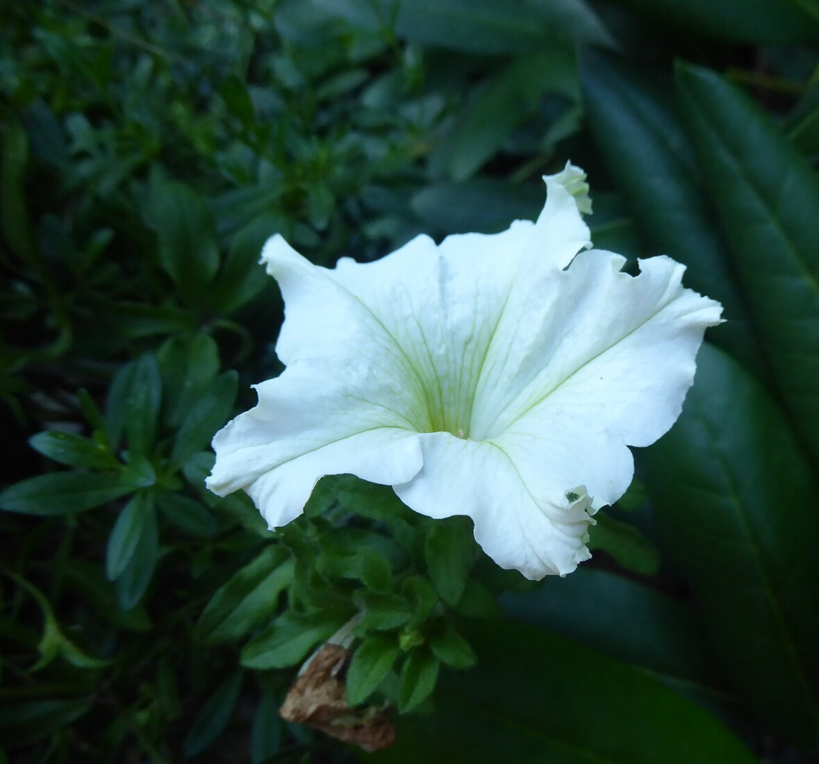 Witte petunia