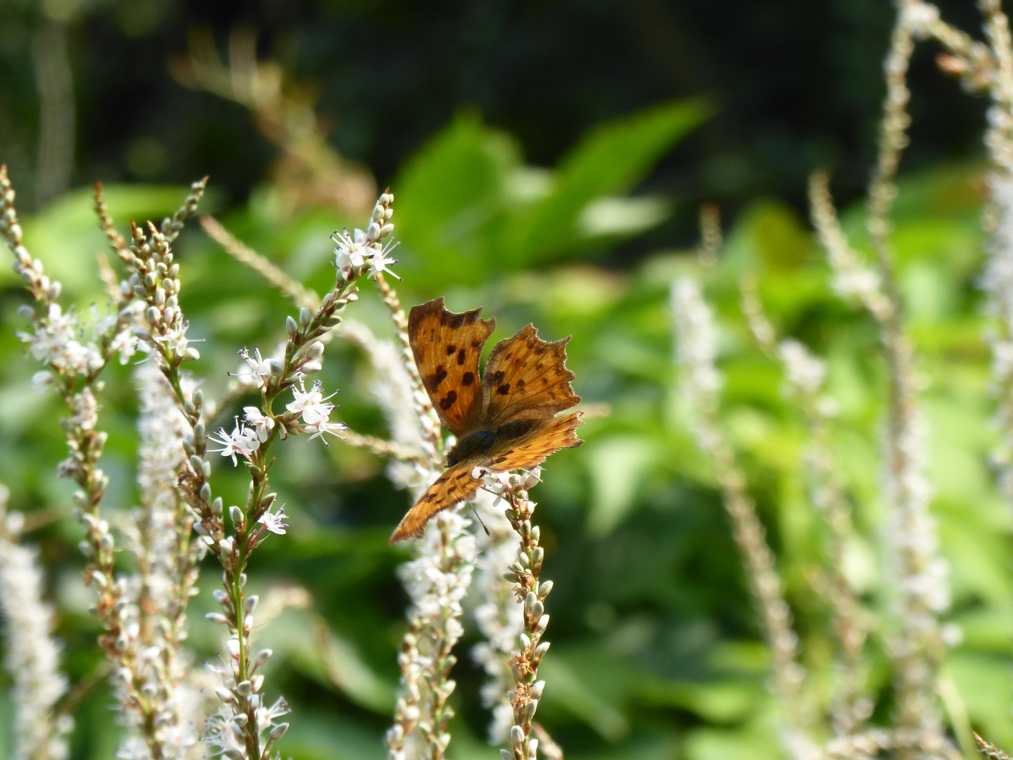 Gehakkelde aurelia 2