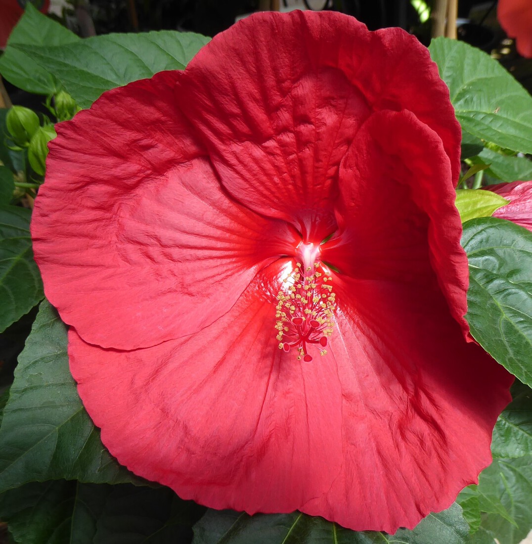 Grote Hibiscus