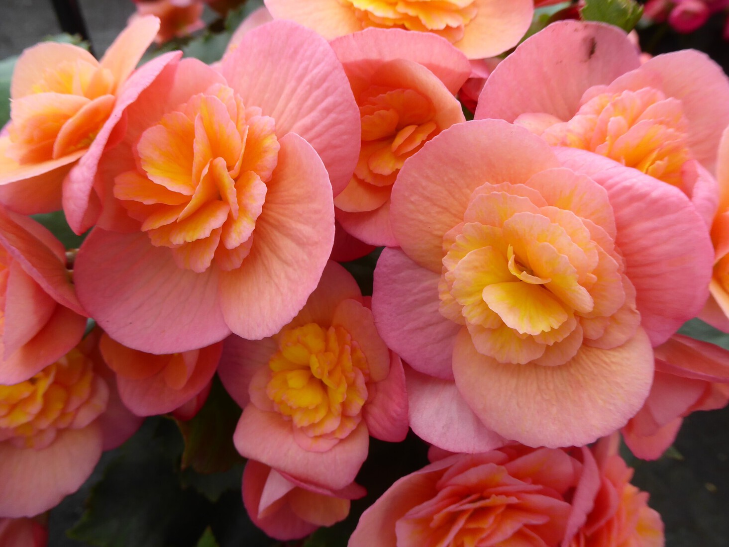 Begonia 2