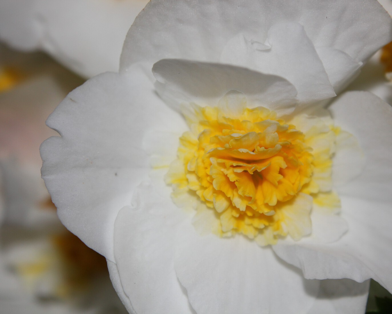 Blad en kern van de witte begonia