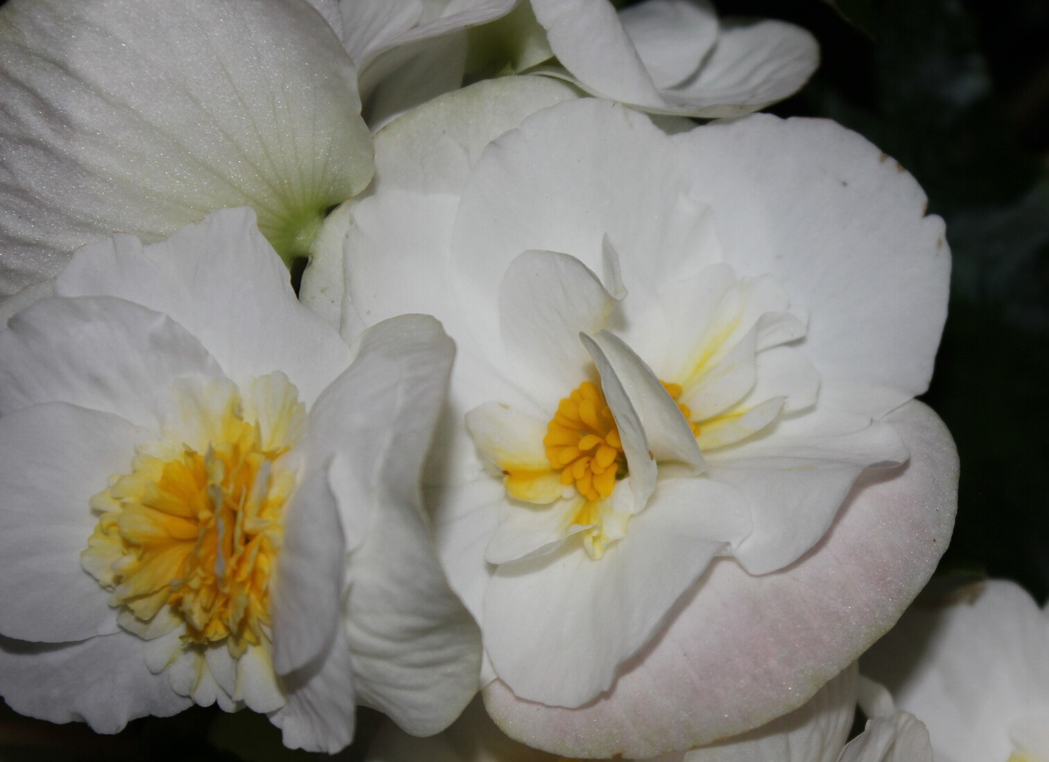 Witte begonia