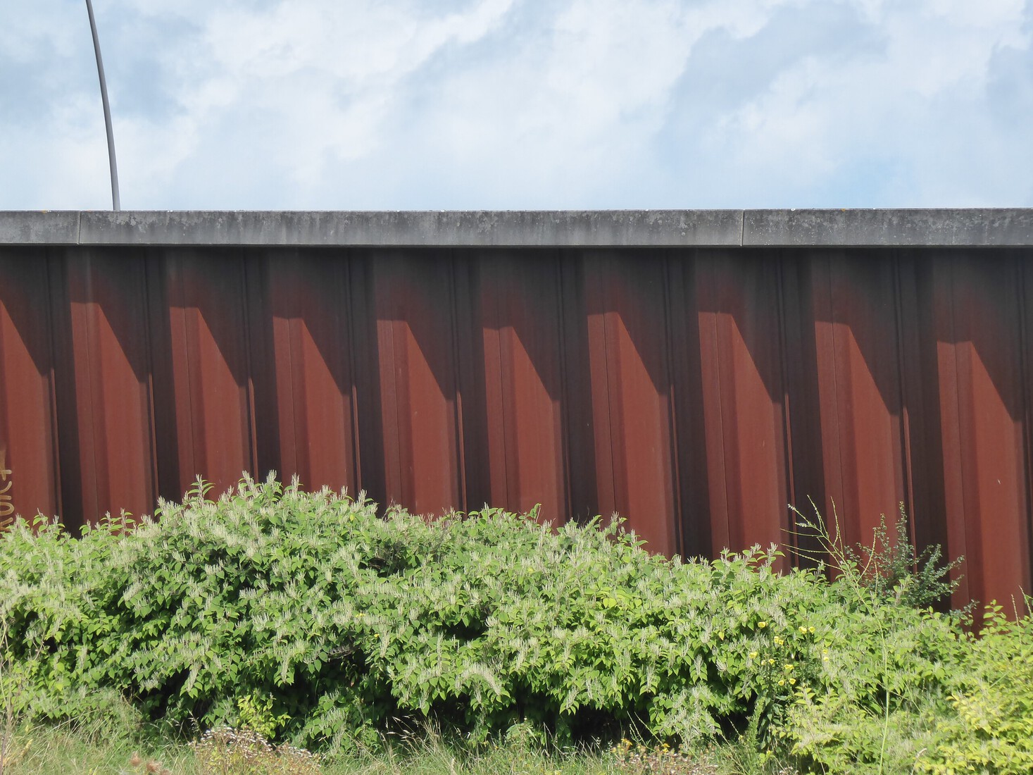 Japanse duizendknoop