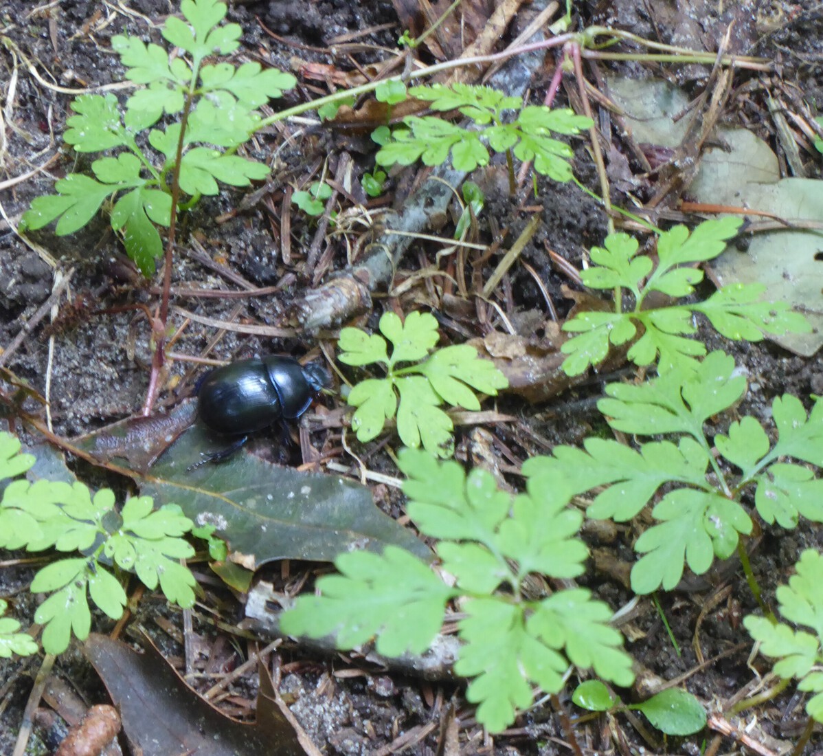 Voorjaarsmestkevertje