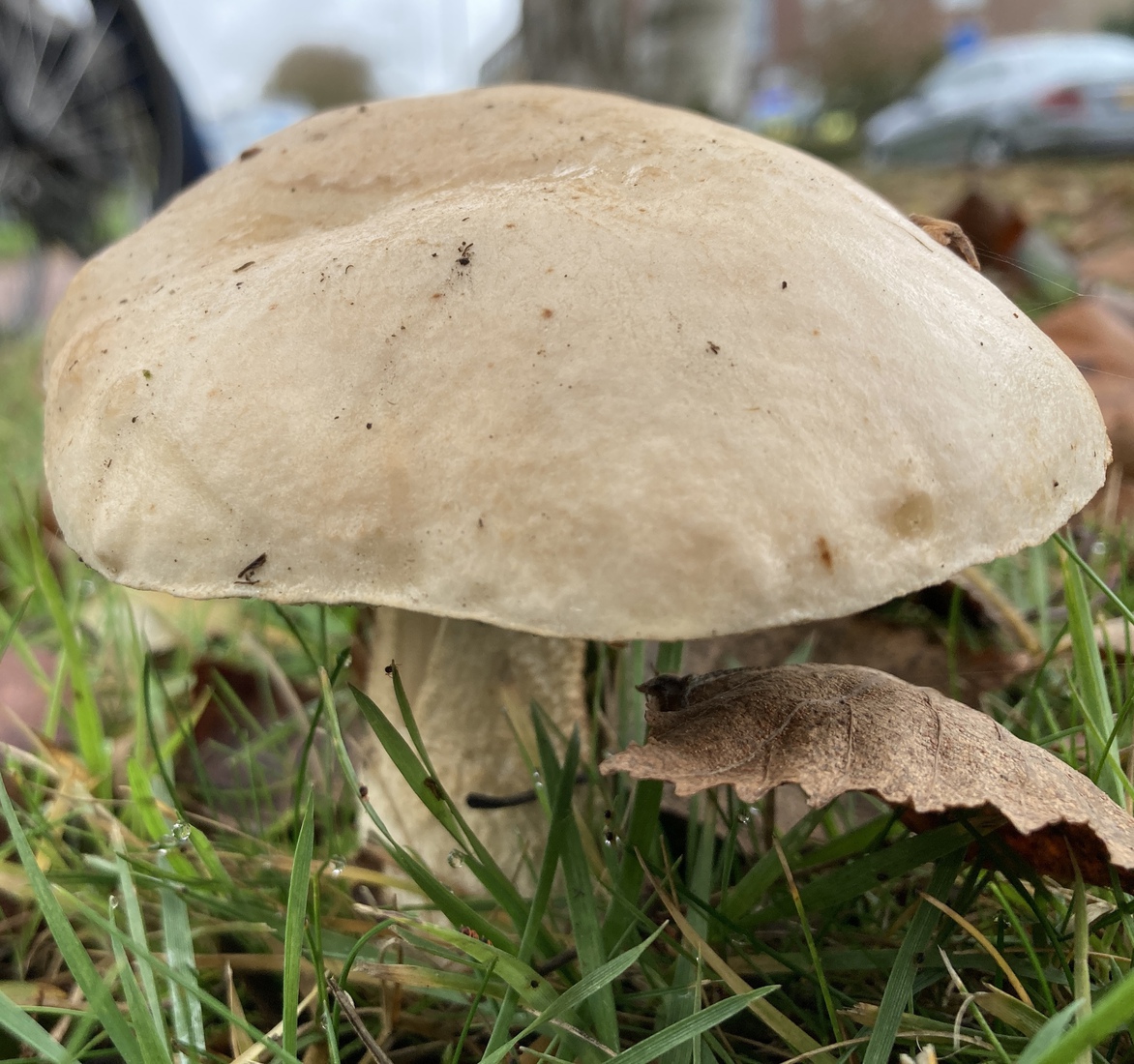 Weide paddenstoel 1