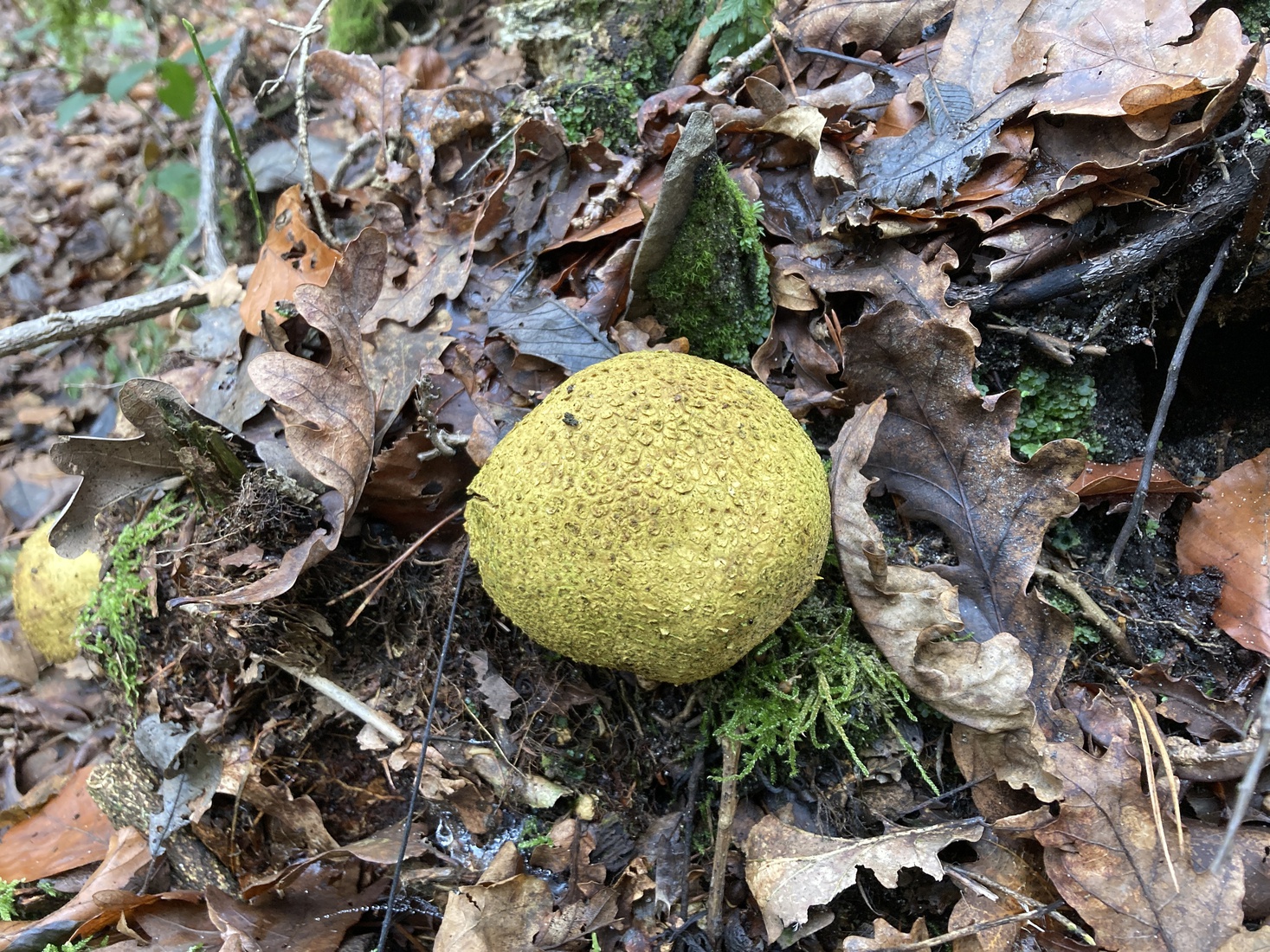 Gele aardappelbovist 3