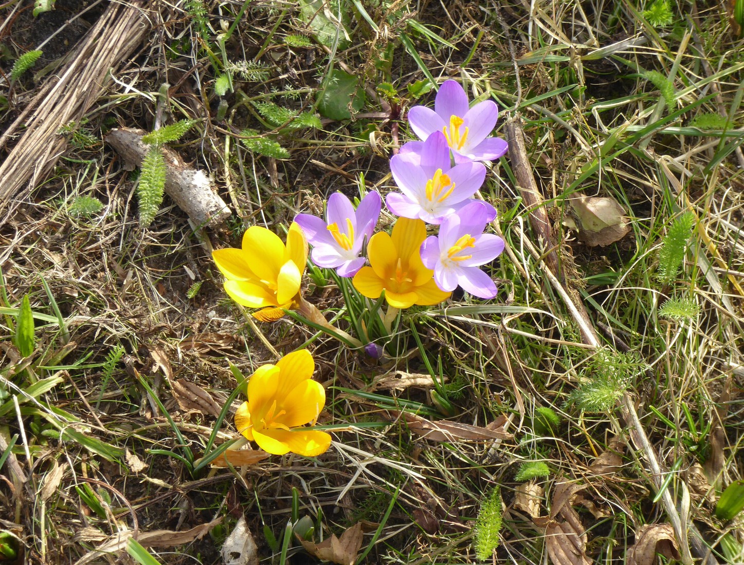 Crocusjes 2