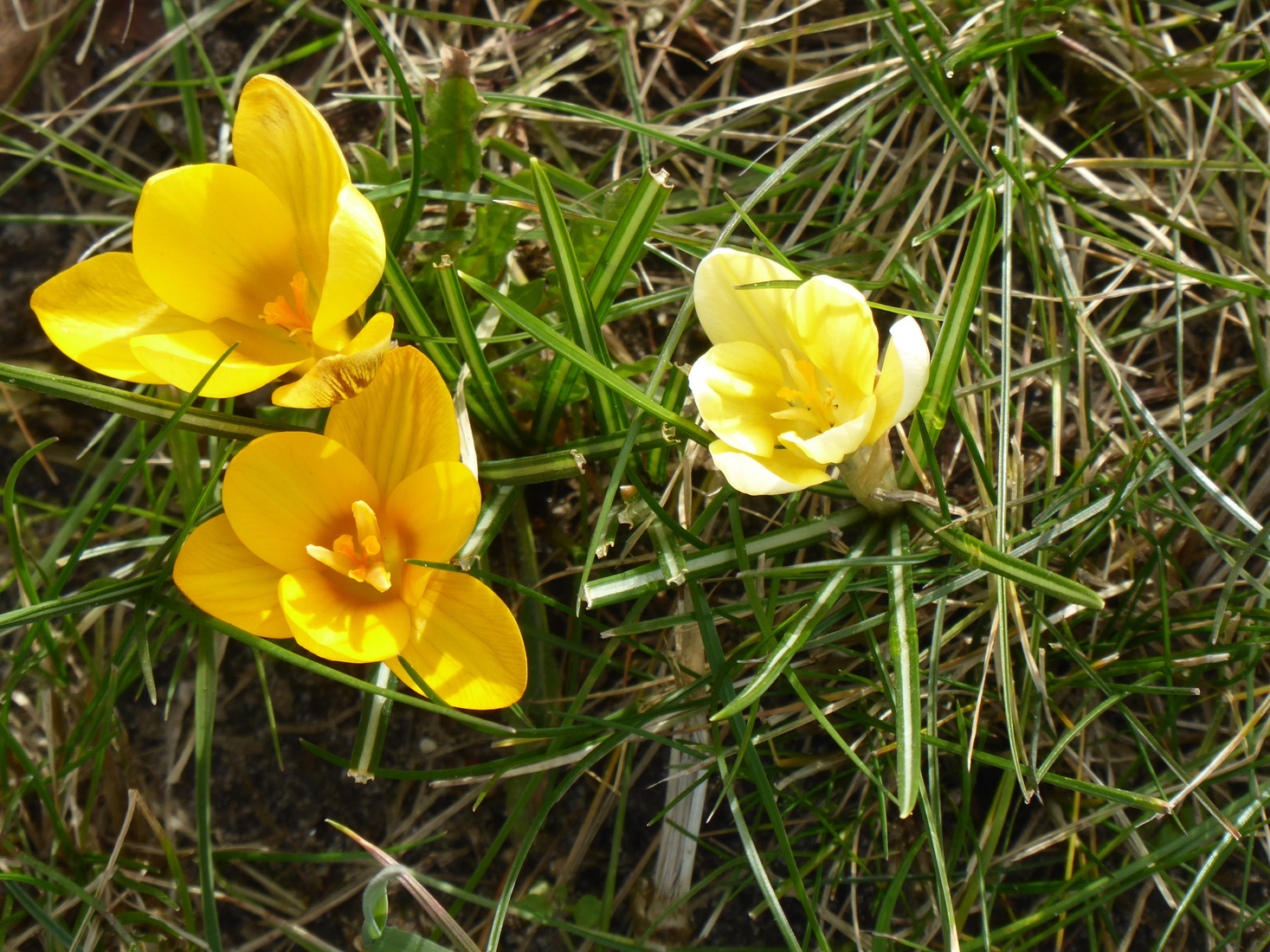 Crocusjes 3