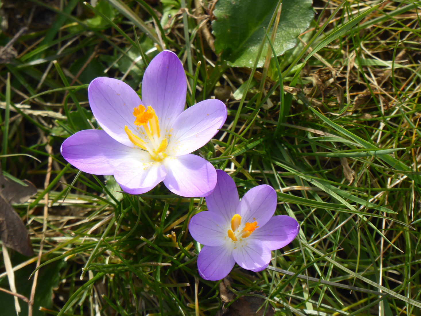 Crocusjes 4