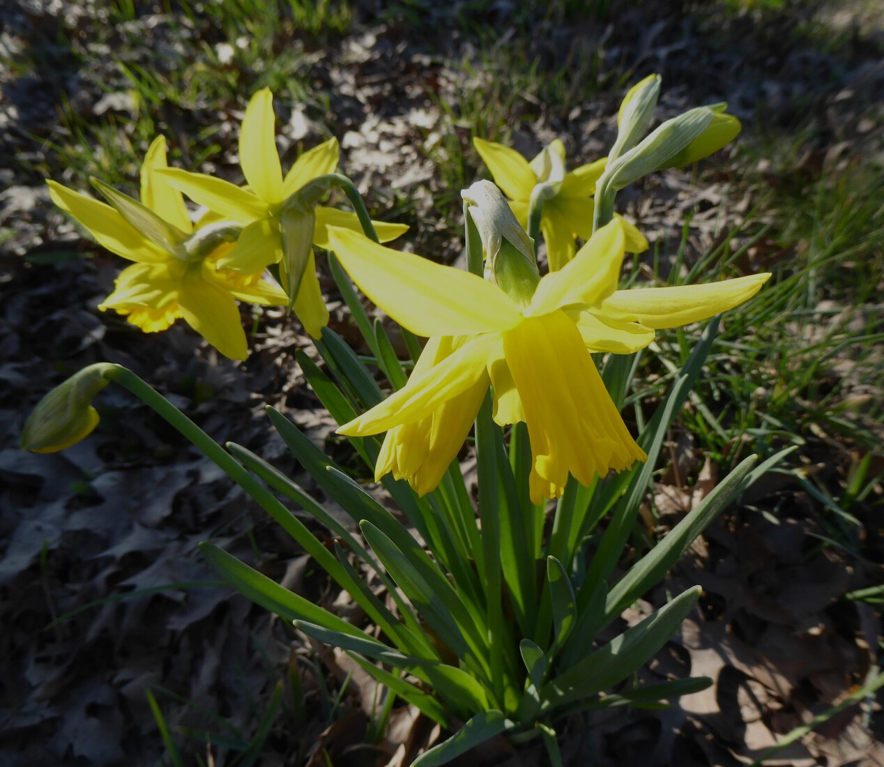 Narcissen