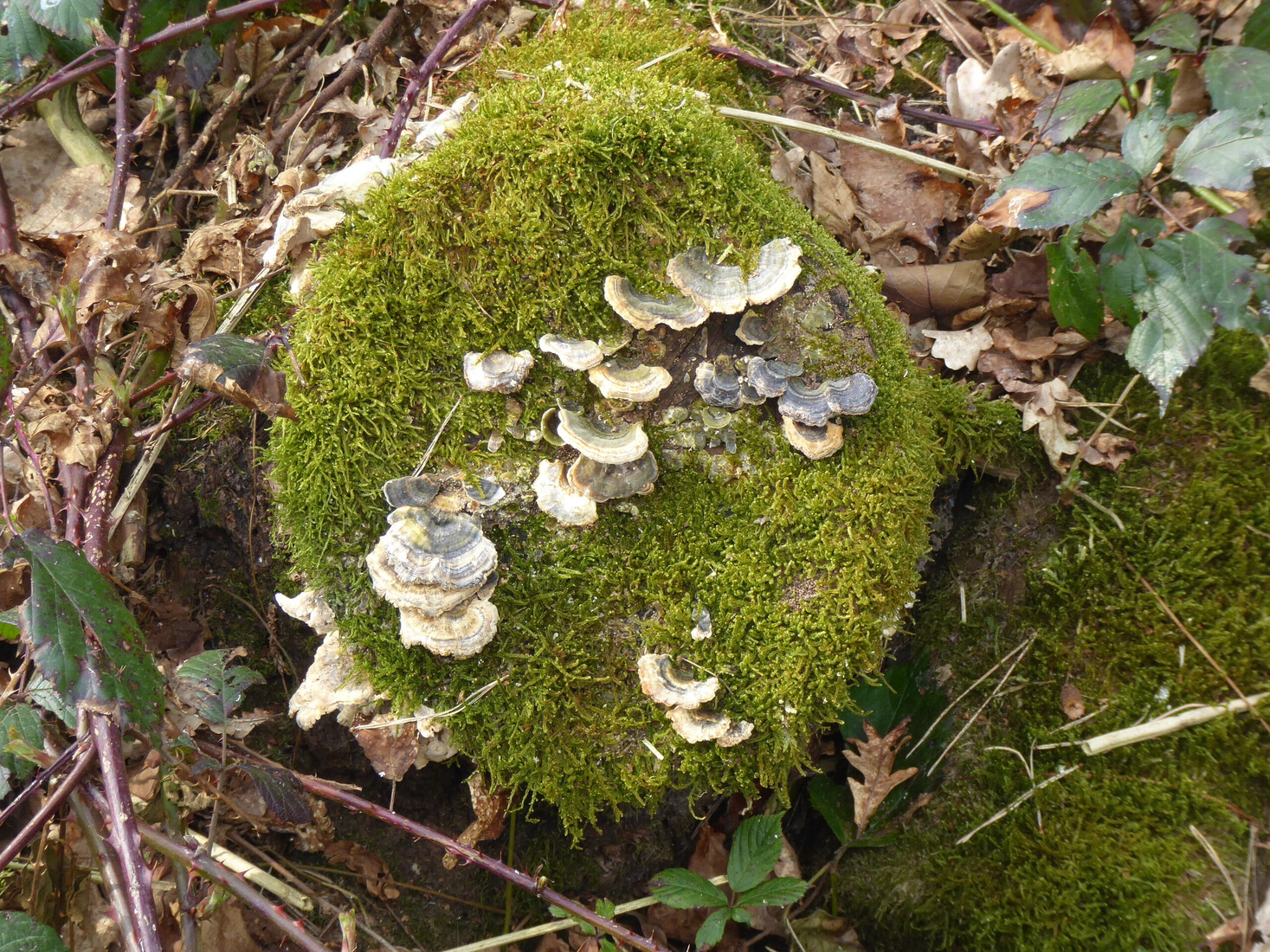 Paddenstoelen 5
