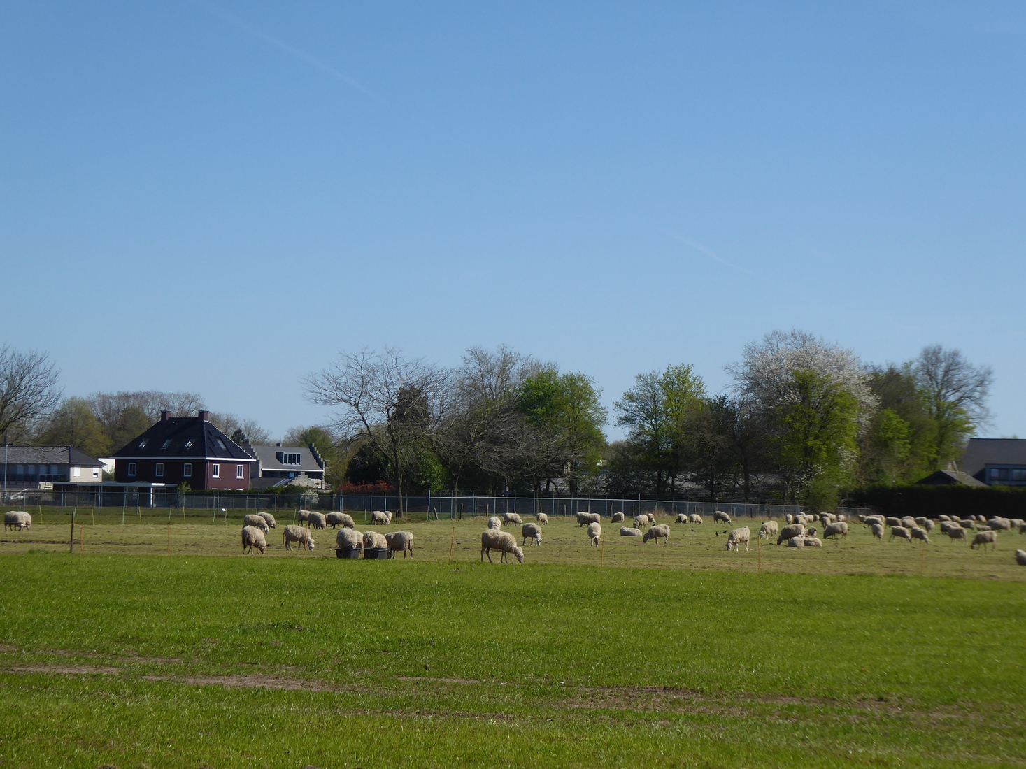 Schapen 2