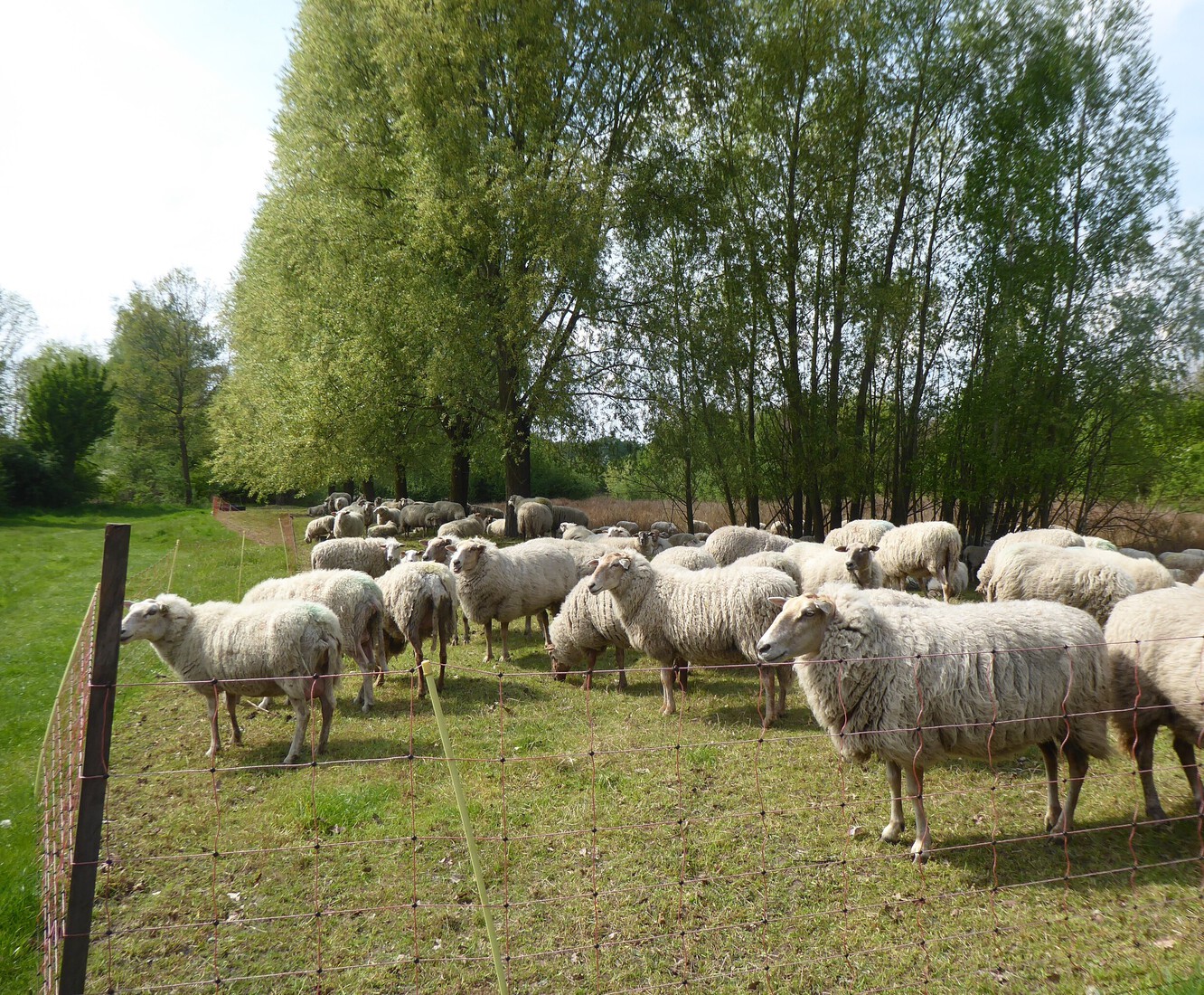 Schapen 4