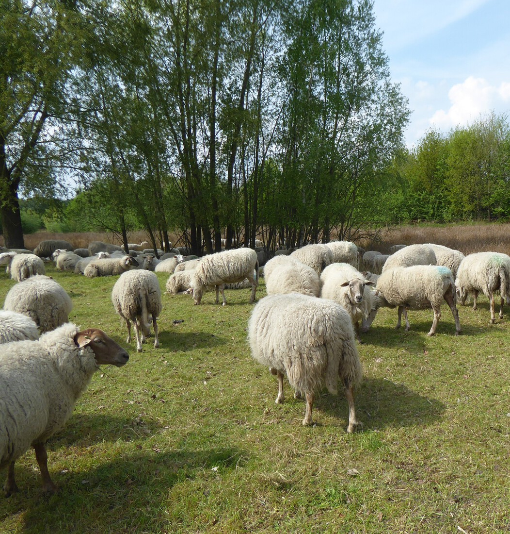 Schapen 6