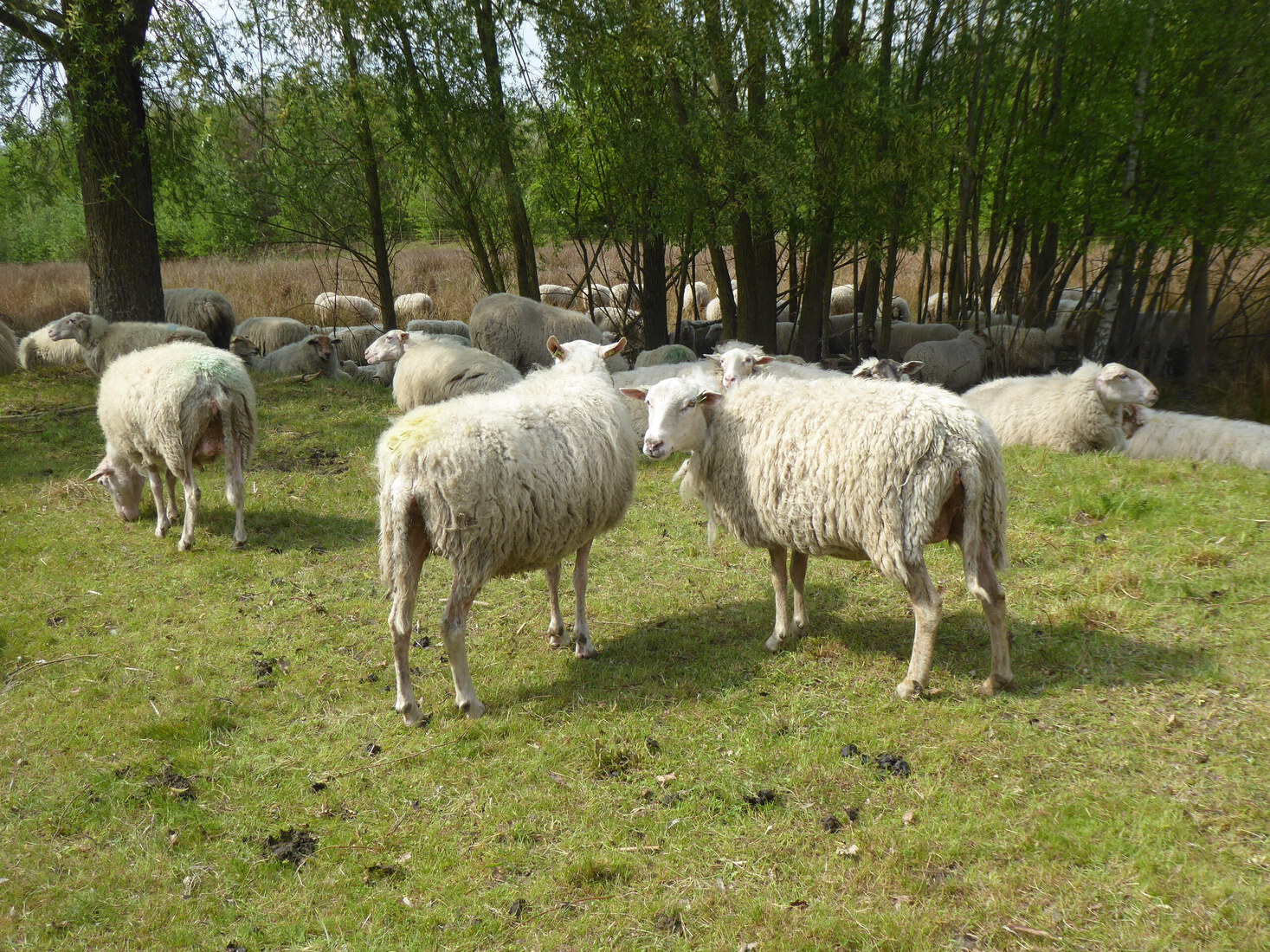 Schapen 7
