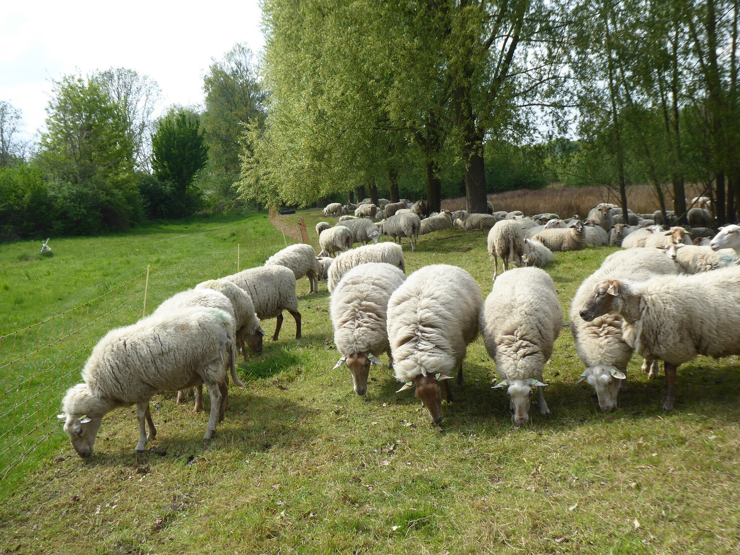 Schapen 11