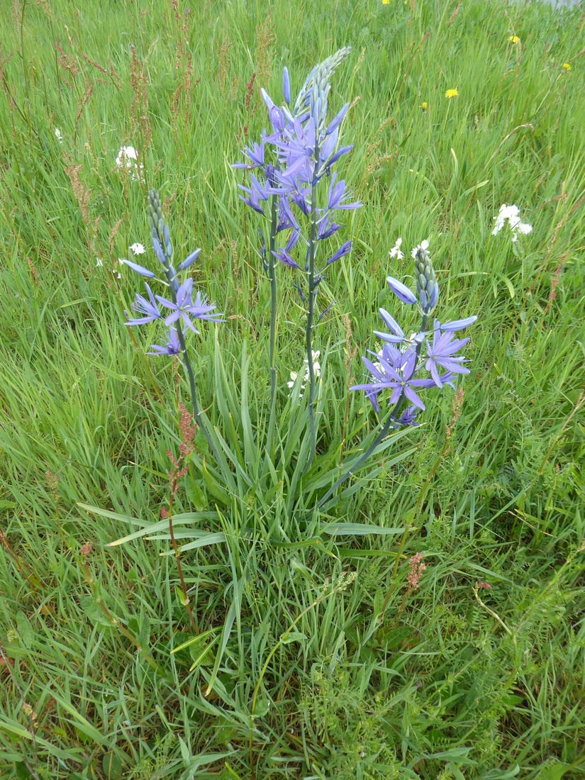 Camassia