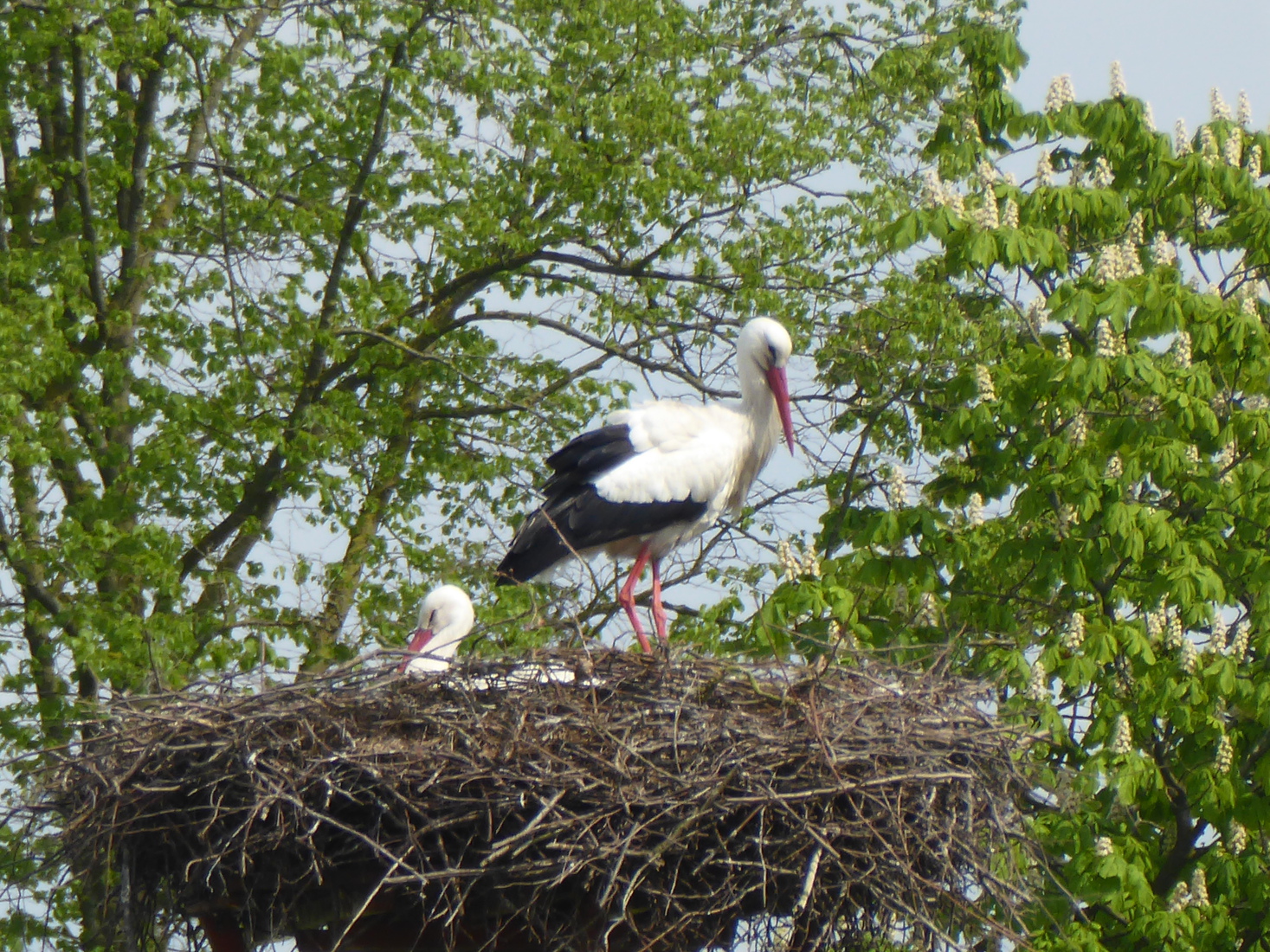 Ooievaarsnest 1