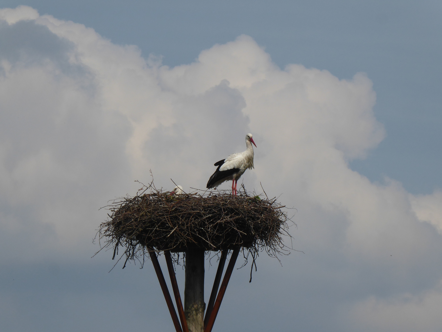 Ooievaarsnest 3