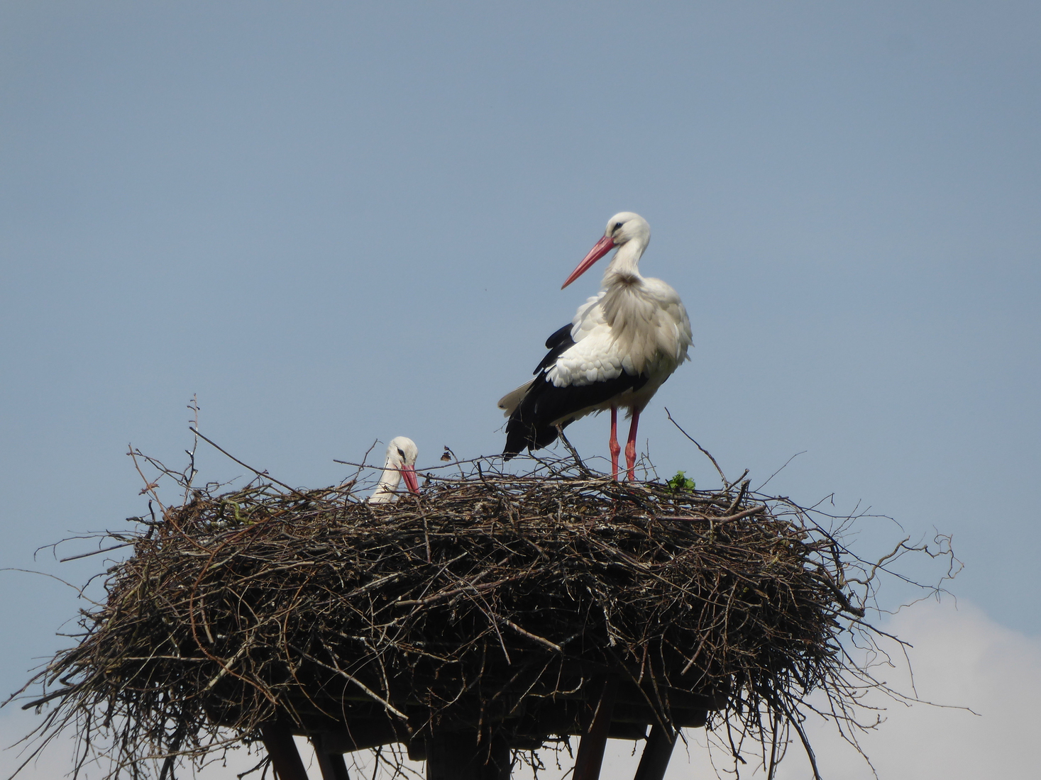 Ooievaarsnest 4