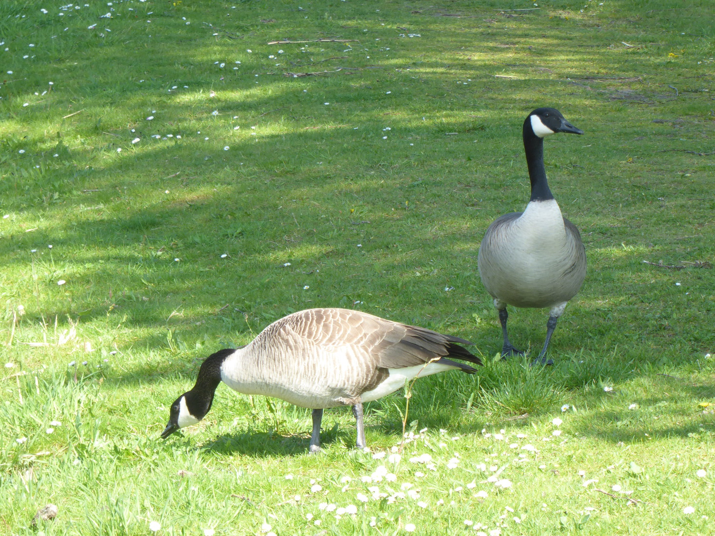 Grote Canadese ganzen 9