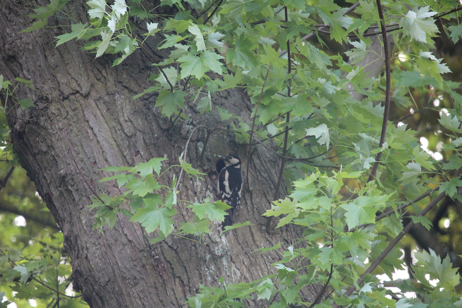 Een kleine bonte specht