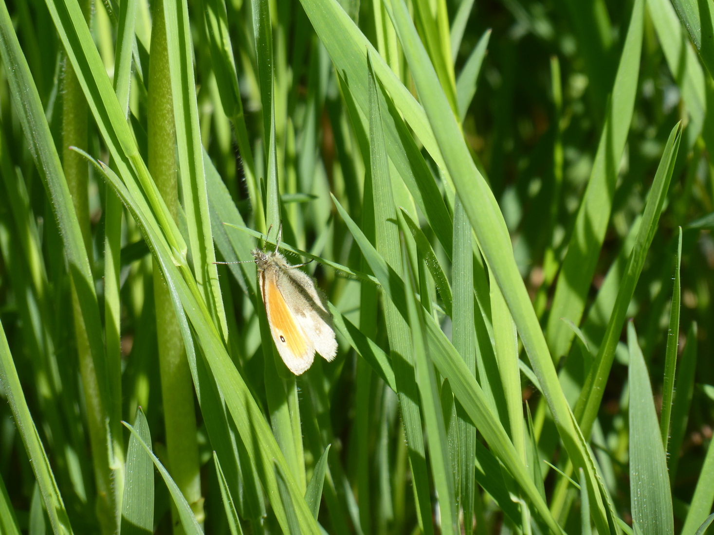 Coenonympha california 