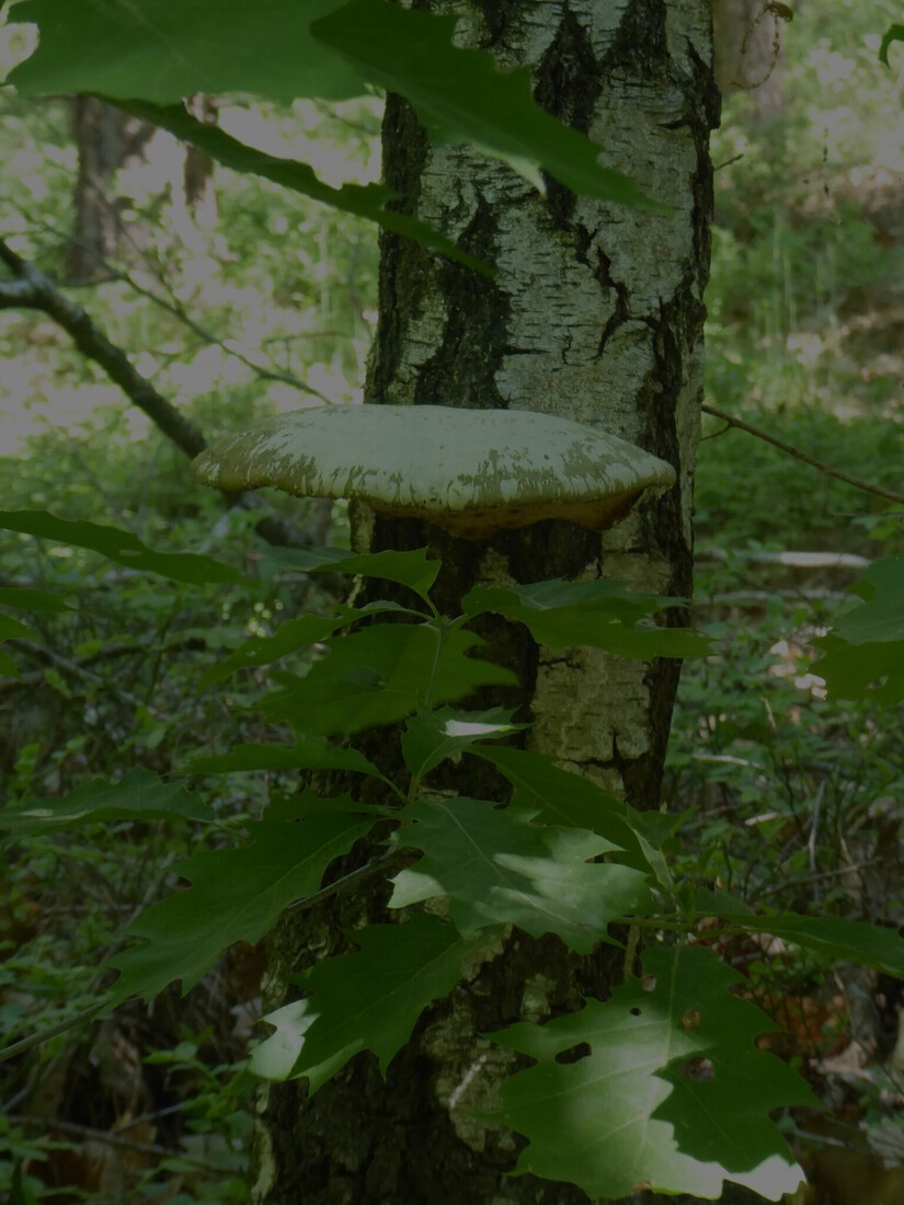Paddenstoelen 6