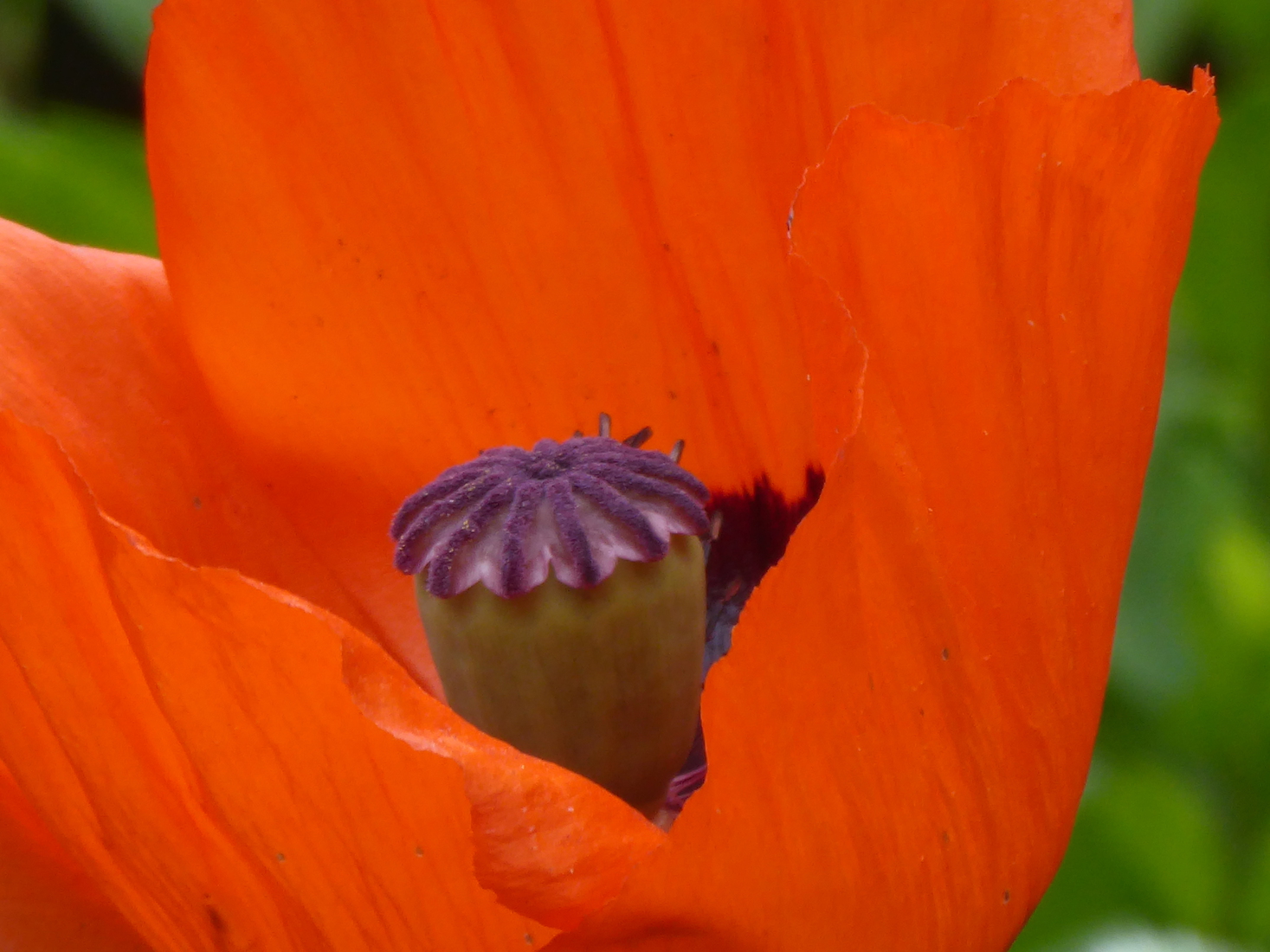 Papaver 1