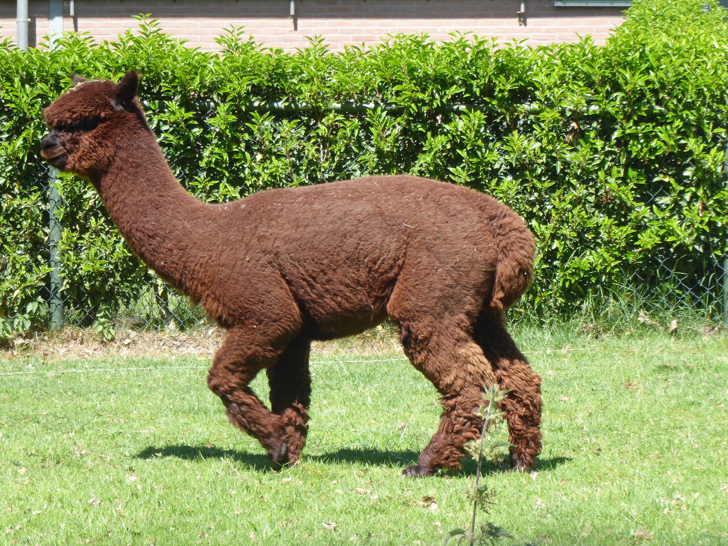 Alpaca 1