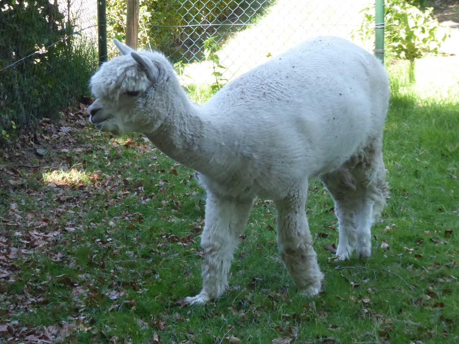 Alpaca 2