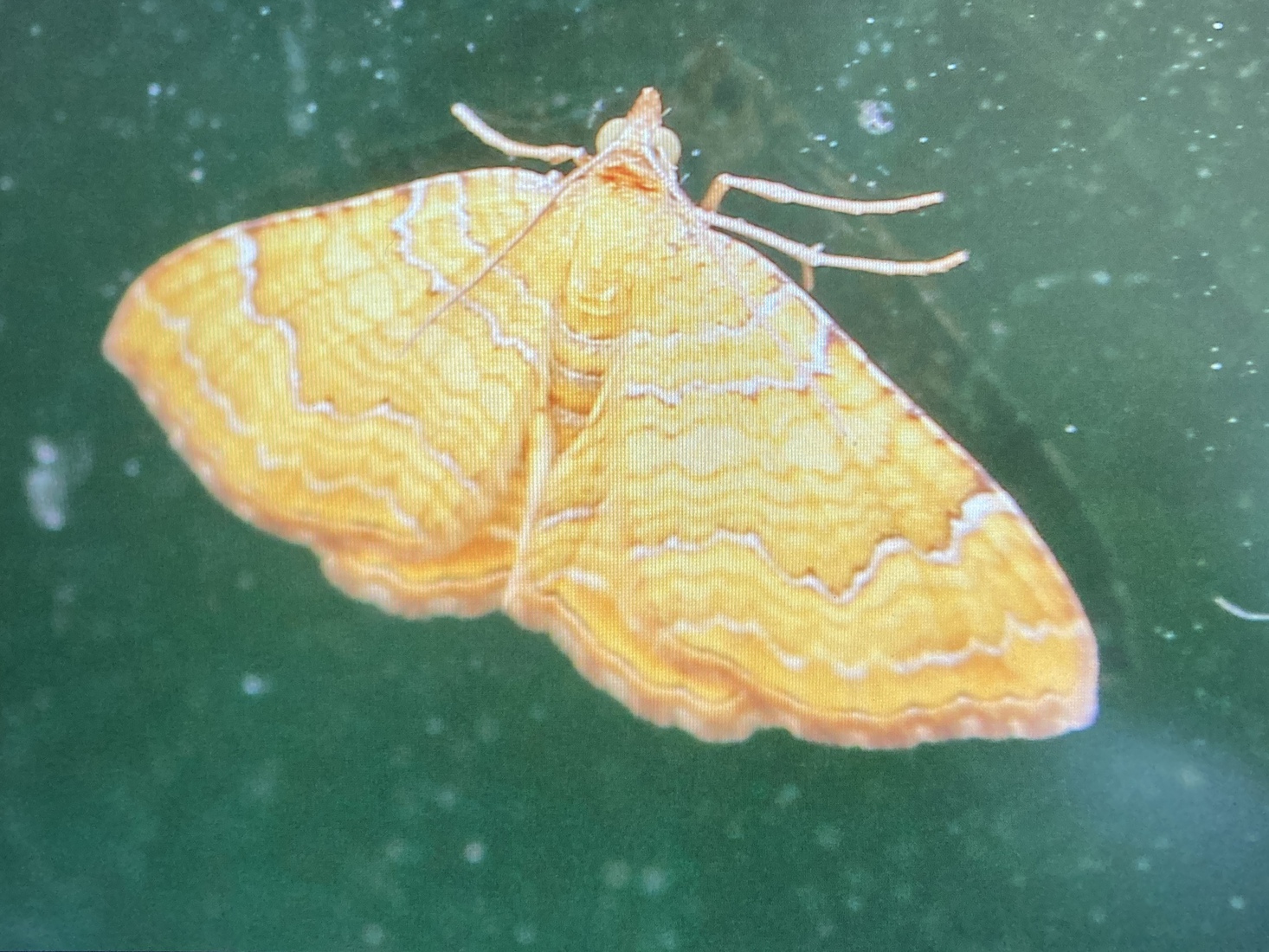 Gestreepte Goudspanner 1