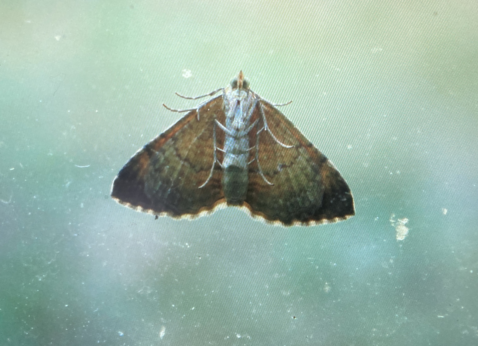 Gestreepte Goudspanner 2