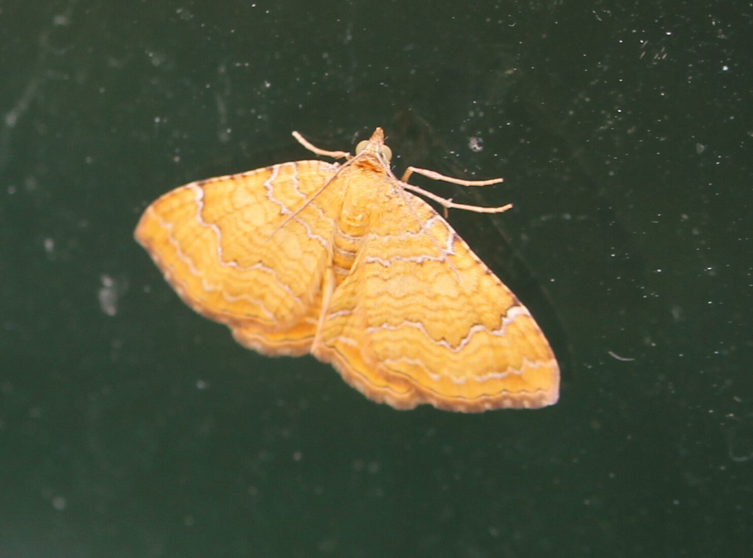 Gestreepte goudspanner