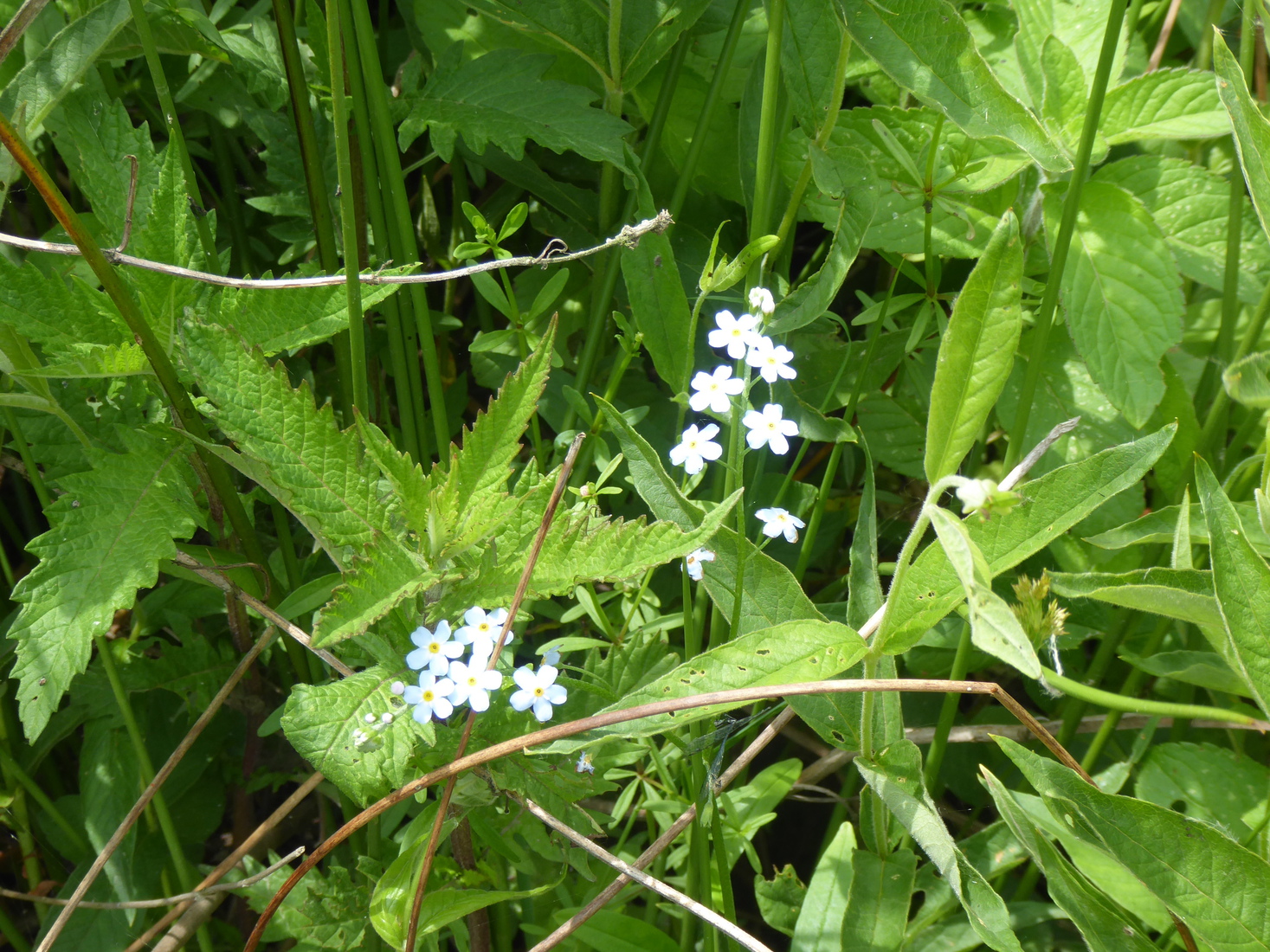 Moerasvergeetmenietje