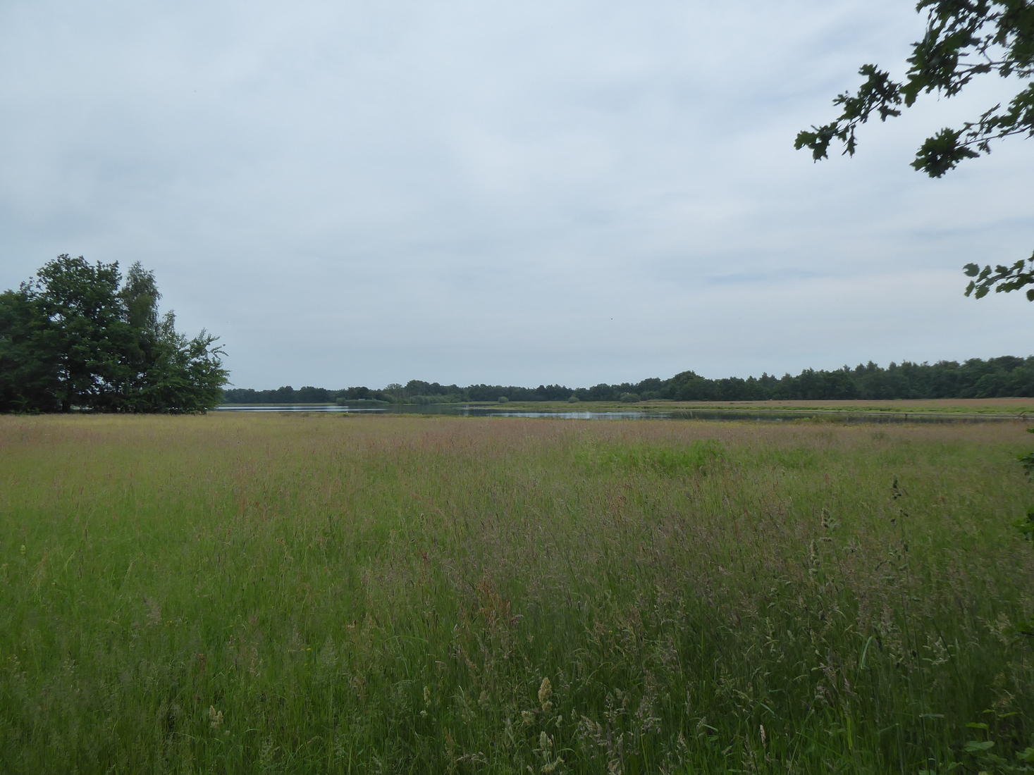 Landschap 1