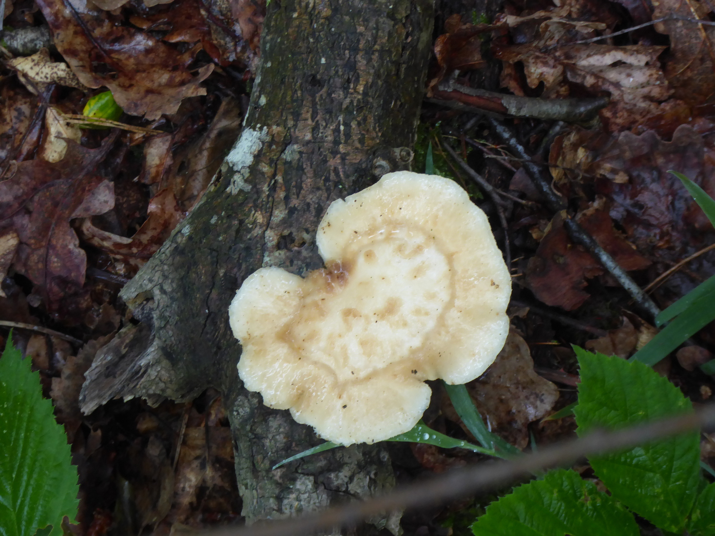 Neofavolus americanus 2 juni 2025