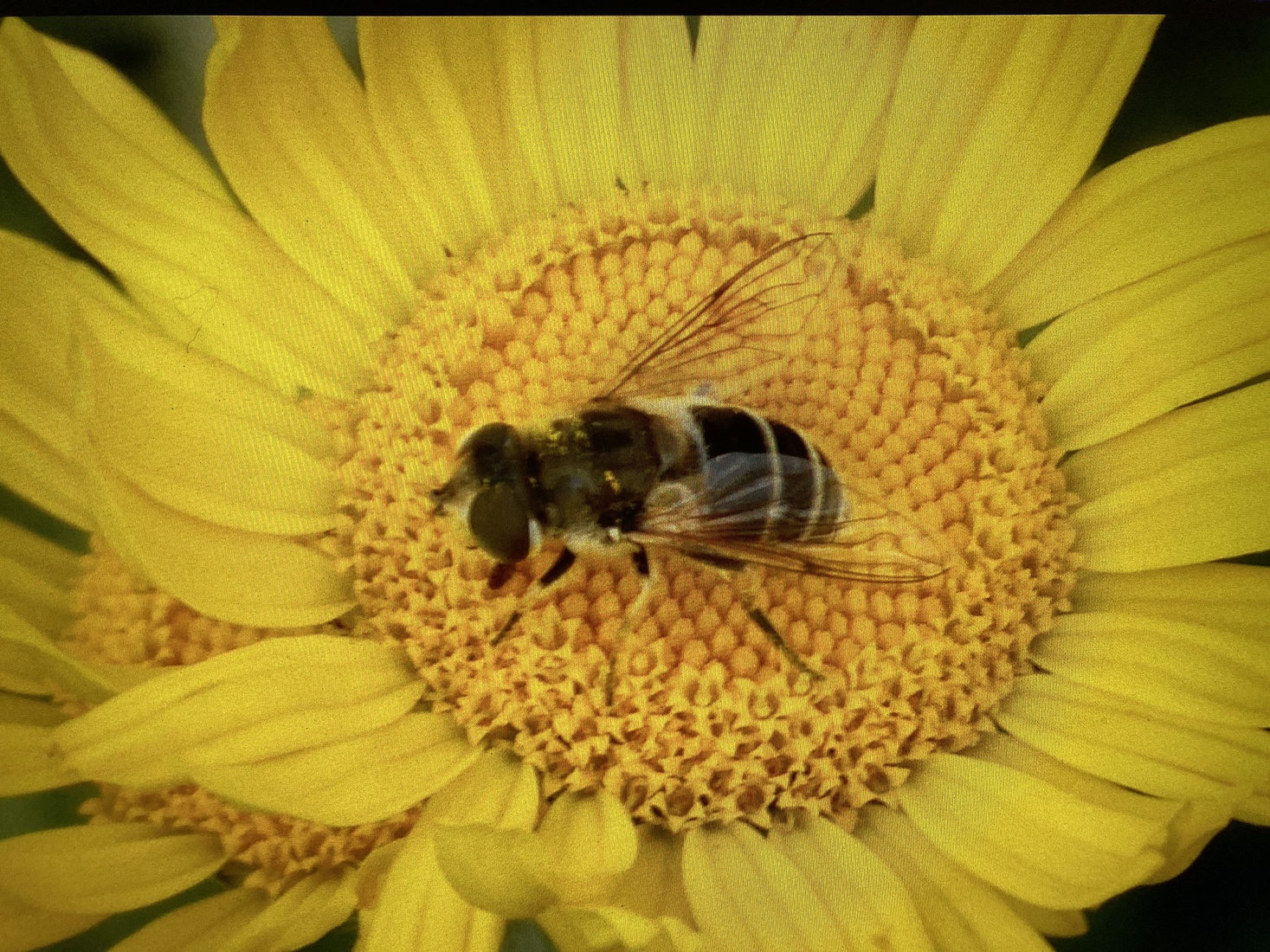 Eristalis 
