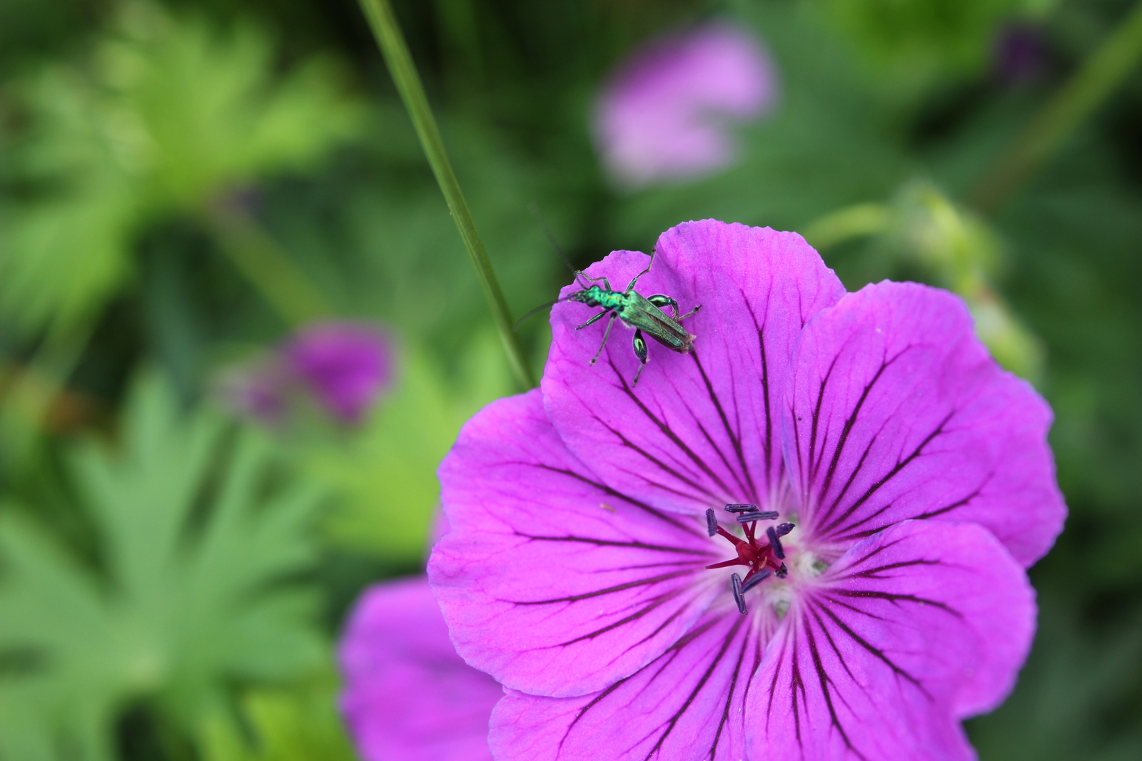 De Fraaie Schijnbok 1