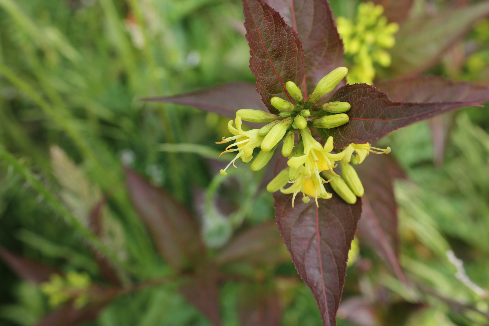 Diervilla sessilifolia