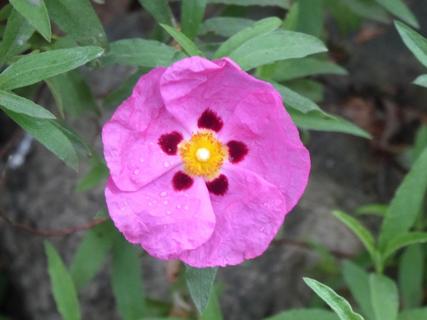 Een Cistus
