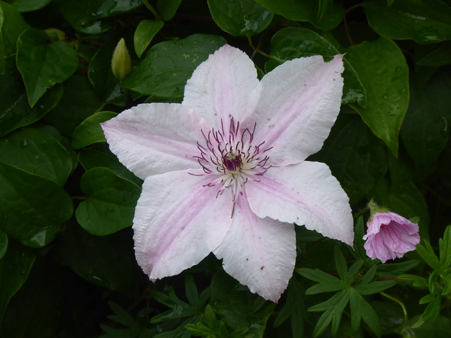Clematis